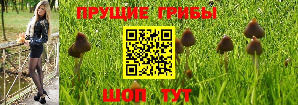 Псилоцибиновые грибы Psilocybe  Вход с VPN  Саянск  Псилоцибиновые грибы Psilocybe 